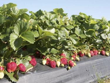 Strawberry plants