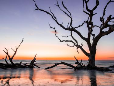 Sunrise on Driftwood Beach on Jekyll Island, Georgia