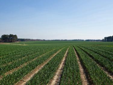 Rows of onions at the Vidalia Onion Field in Vidalia, Georgia.