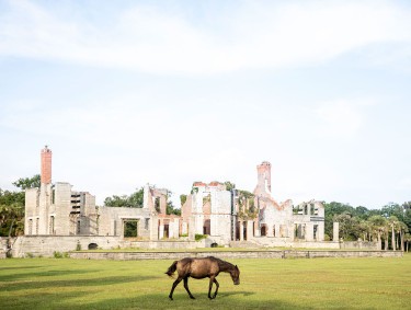 Horse grazing near Dungeness Ruins on Cumberland Island, Georgia