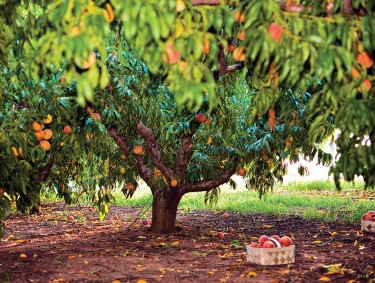 A peach tree with baskets of peaches underneath it at Jaemor Farms in Alto, Georgia