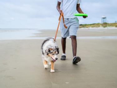 Dog on the beach on Jekyll Island, Georgia