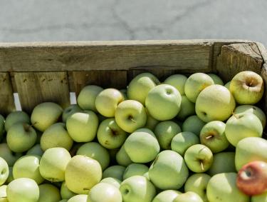 Green apples in Ellijay, Georgia