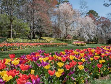 Mulitcolored tulips blooming at Gibbs Gardens in Ball Ground, Georgia