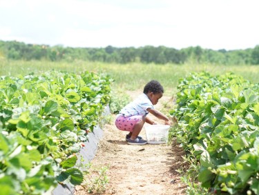 child picking strawberries at Southern Belle Farm in McDonough, Georgia. Photo by @justthekings