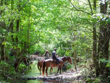 a man and woman riding horses crossing a stream in the woods at Barnsley Resort