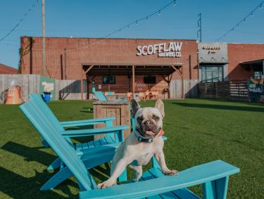 white dog in turquoise blue chairs at Fetch Park in Columbus, Georgia