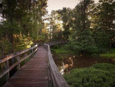 A boardwalk winding through the woods