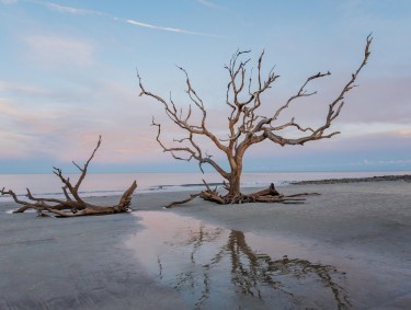 Tranquil sunrise scene on Driftwood Beach on Jekyll Island, Georgia