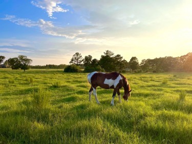 Horse grazing in a field in Lyons, Georgia