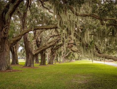 Avenue of the Oaks on St. Simons Island, Georgia
