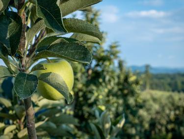 Apple orchard at Mercier Orchards in Blue Ridge, Georgia