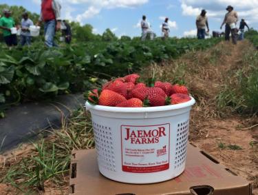 Strawberry Harvest