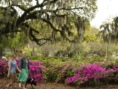 Azaleas blooming in Savannah, Georgia