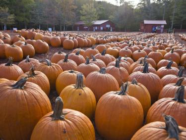 Burt's Farm