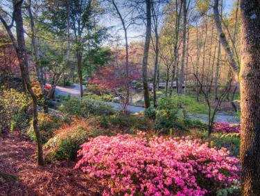 Azaleas at Gibbs Gardens in Ball Ground, Georgia