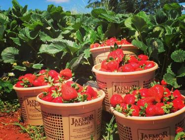 Jaemor Farms strawberries