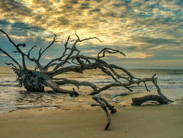 Driftwood Beach on Jekyll Island, Georgia