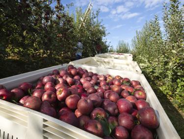 Apples at Mercier Orchards