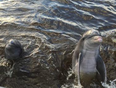 Dolphins