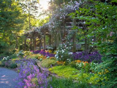 Blooms at dawn on an arbor at Gibbs Gardens in Ball Ground, Georgia