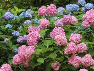 hydrangeas