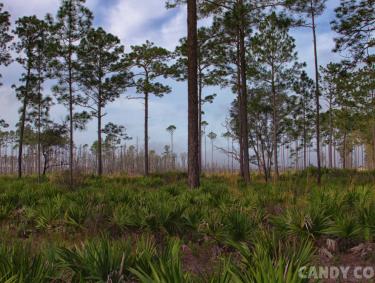 Okefenokee National Wildlife Refuge in Folkston, Georgia