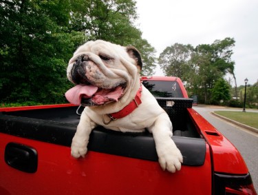 Pet-friendly Athens - Milledge Avenue