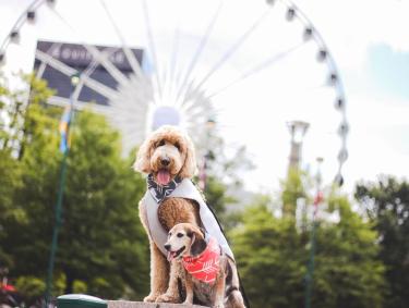 Two dogs at Centennial Olympic Park in Atlanta, Georgia