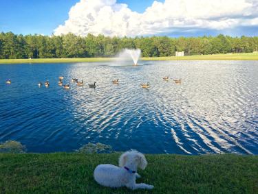 Pet-friendly Dublin - Southern Pines Park