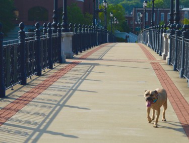A brown dog walking across a bridge in Rome, Georgia