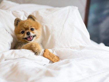 Miss Zoe at Hotel Indigo Savannah Historic District