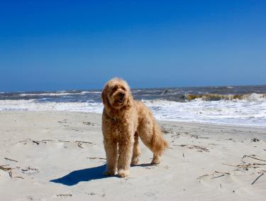 Doc, the Goldendoodle, on St. Simons Island