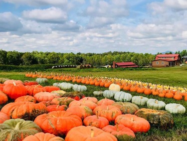 A Georgia pumpkin patch at Jaemor Farms in Alto, Georgia. Photo by Parker Whidby