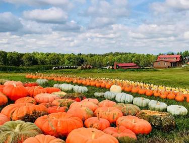 A Georgia pumpkin patch at Jaemor Farms in Alto, Georgia. Photo by Parker Whidby