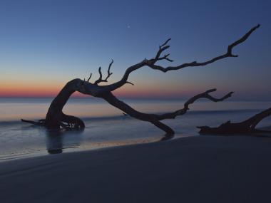 Driftwood Beach on Jekyll Island, Georgia