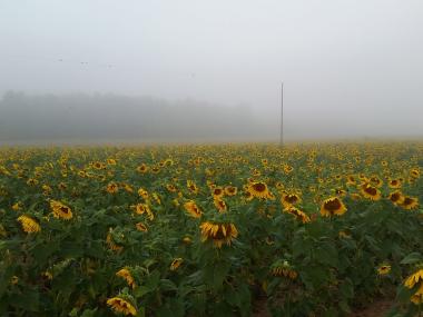 Sunflower field at Joe Kurz Wildlife Management Area in Gay, Georgia