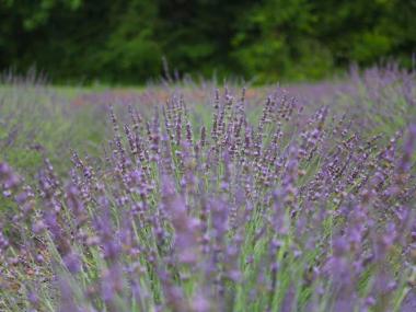 Red Oak Lavender Farm in Dahlonega, Georgia