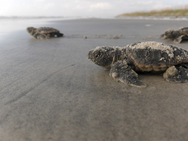 Loggerhead sea turtle hatchlings in Georgia