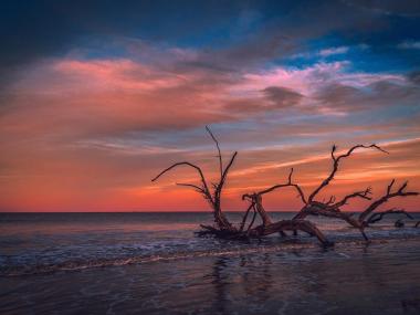 Driftwood Beach on Jekyll Island. Photo by Marco Rivera, @marco.photos