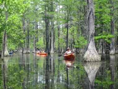 Kayaking at George L. Smith State Park in Twin City, Georgia