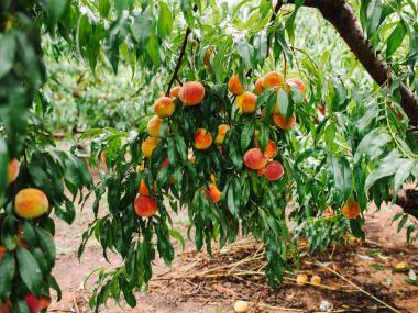 Peach trees at Pearson Farm in Fort Valley, Georgia