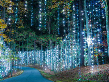 Hundreds of strings of white lights hanging down from trees.