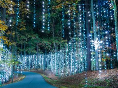 Hundreds of strings of white lights hanging down from trees.