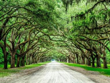 Wormsloe State Historic Site in Savannah, Georgia