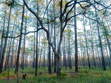 Moody Forest Natural Area in Baxley, Georgia