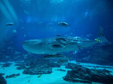 Whale shark at the Georgia Aquarium in Atlanta