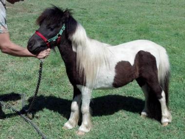 Lil' Hoofs Farm in Cochran, Georgia