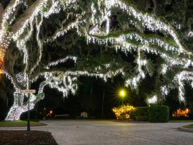 Hundreds of white lights shining in a giant tree at night.