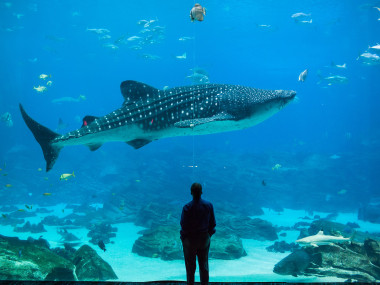 Man looking at sharks at Georgia Aquarium in Atlanta, Georgia
